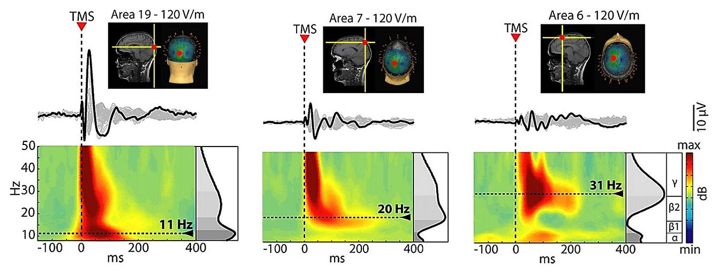 TMS induced widespread scalp EEG oscillations with a dominant frequency that was characteristic for the stimulated site as shown by Rosanova et al. in 2009. 
